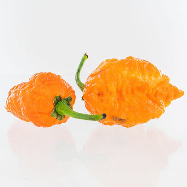 Apocalypse Scorpion X Jays Peach Ghost Scorpion Pepper Seeds - The Pepper Pantry (Formerly Marie Sharp's)